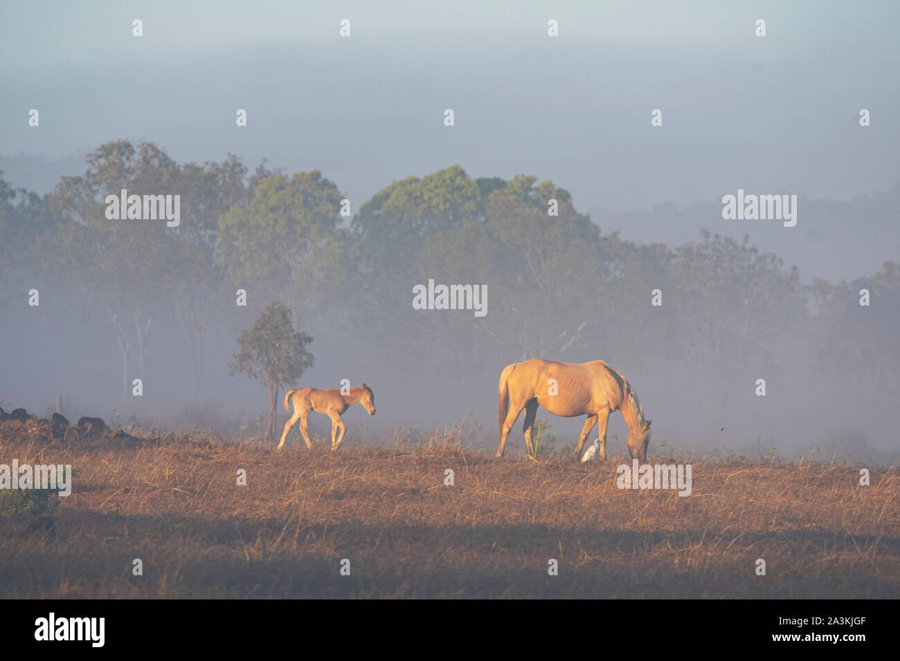 Eine Stute und Ihr Fohlen in einem Feld im Morgennebel, Mareeba, Queensland, Queensland, Australien Stockfoto