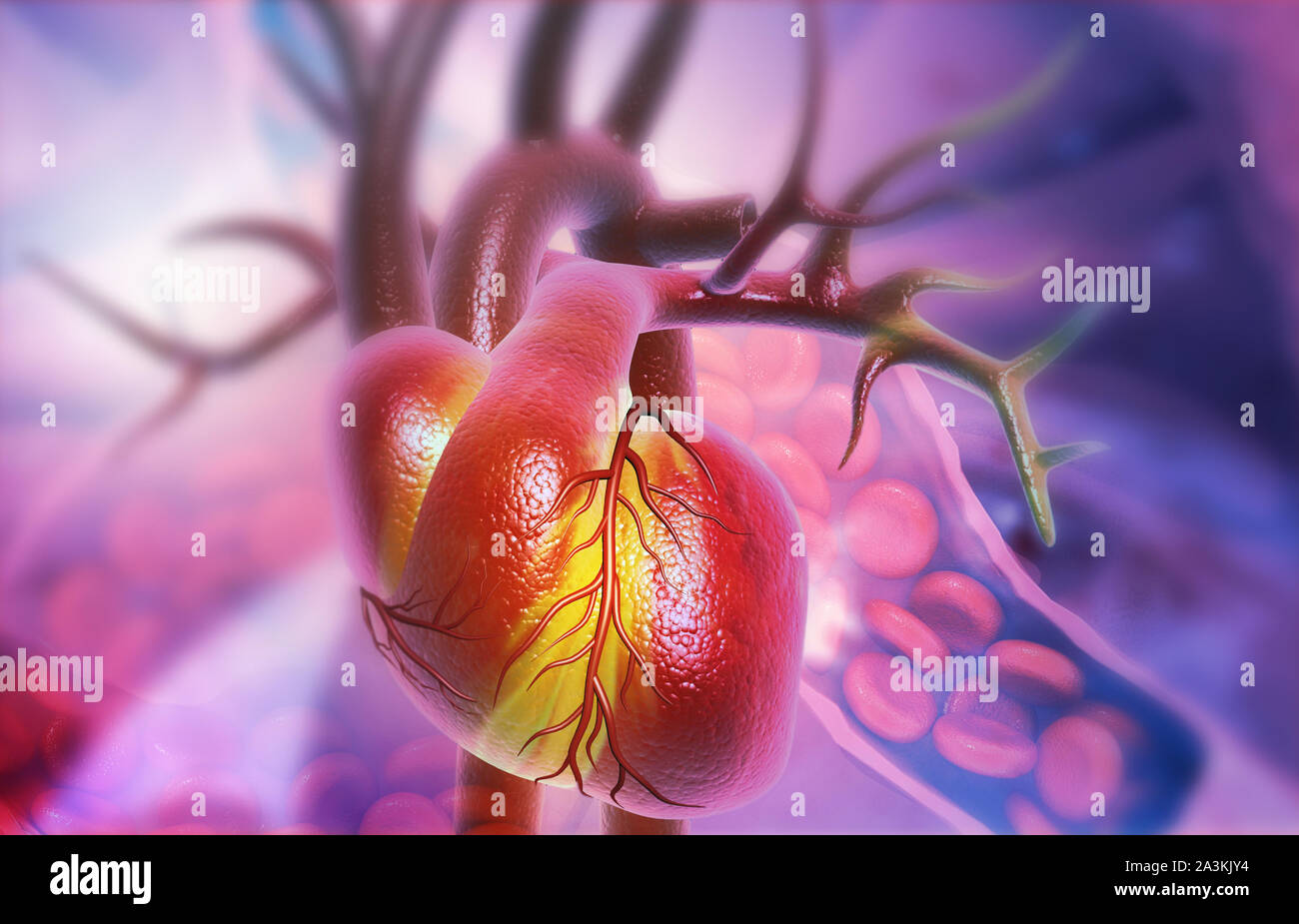 Anatomie des menschlichen Herzens mit roten bloodcells. 3D-Darstellung Stockfoto
