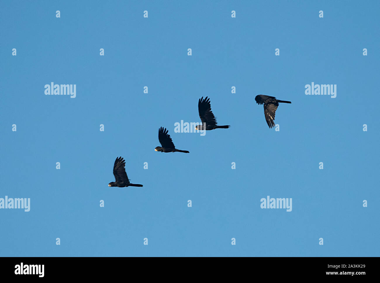Flug von vier Red-tailed schwarzen Kakadus (Calyptorhynchus banksii), Mareeba, Far North Queensland, FNQ, QLD, Australien Stockfoto