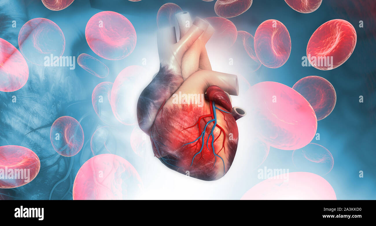 Anatomie des menschlichen Herzens. 3D-Darstellung Stockfoto