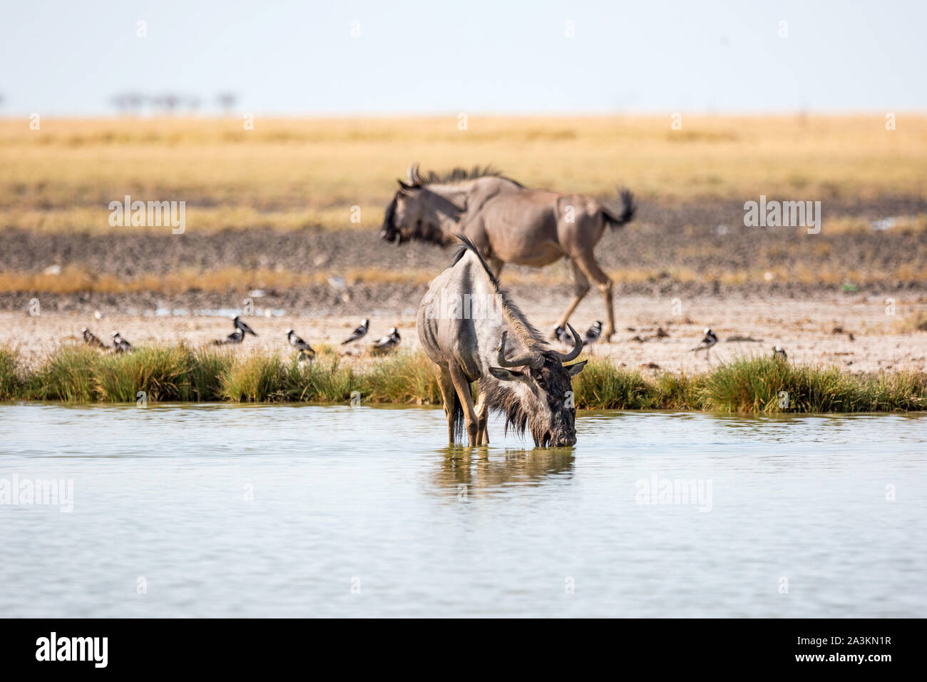 Ein Trinken gnu im Vordergrund sieht man wenige gnu im Hintergrund, Etosha, Namibia, Afrika Stockfoto