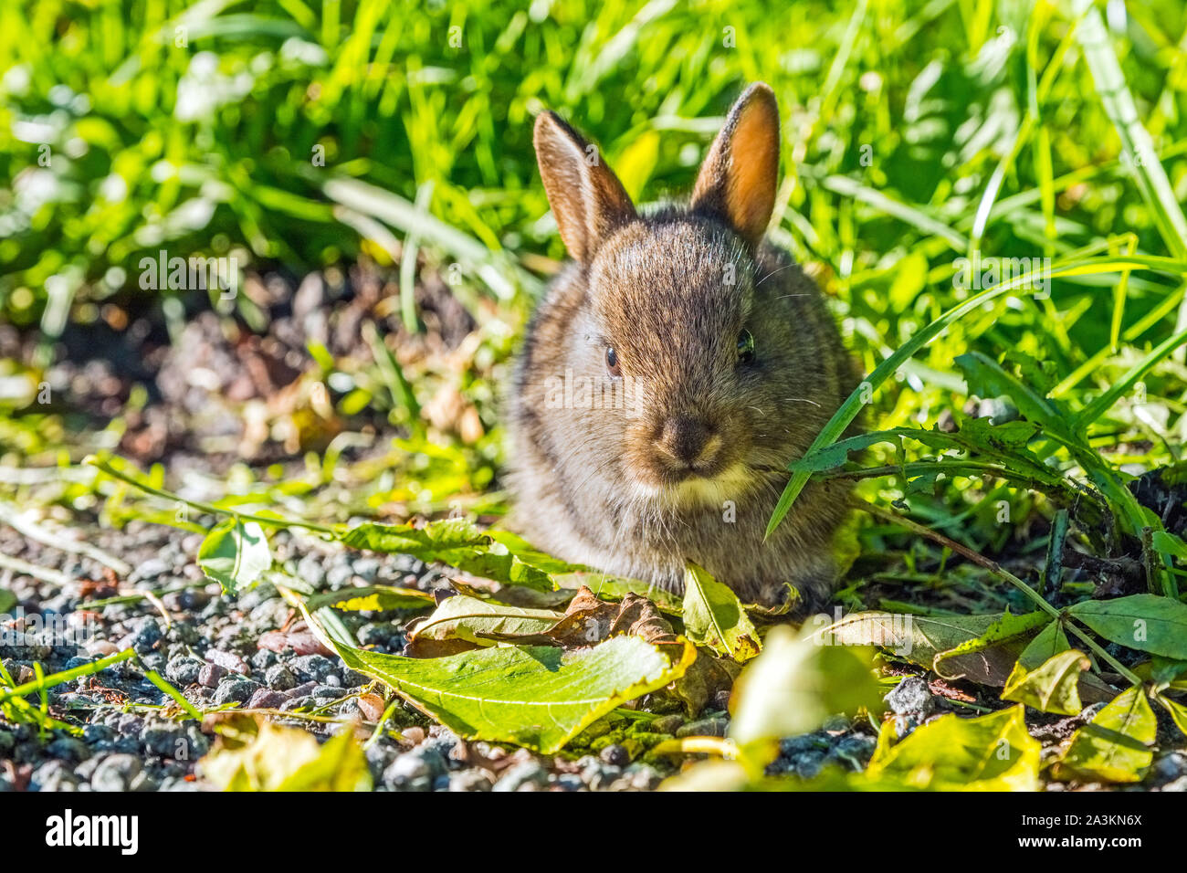 Baby Wild Kaninchen auf ein strassenrand Kante Stockfoto