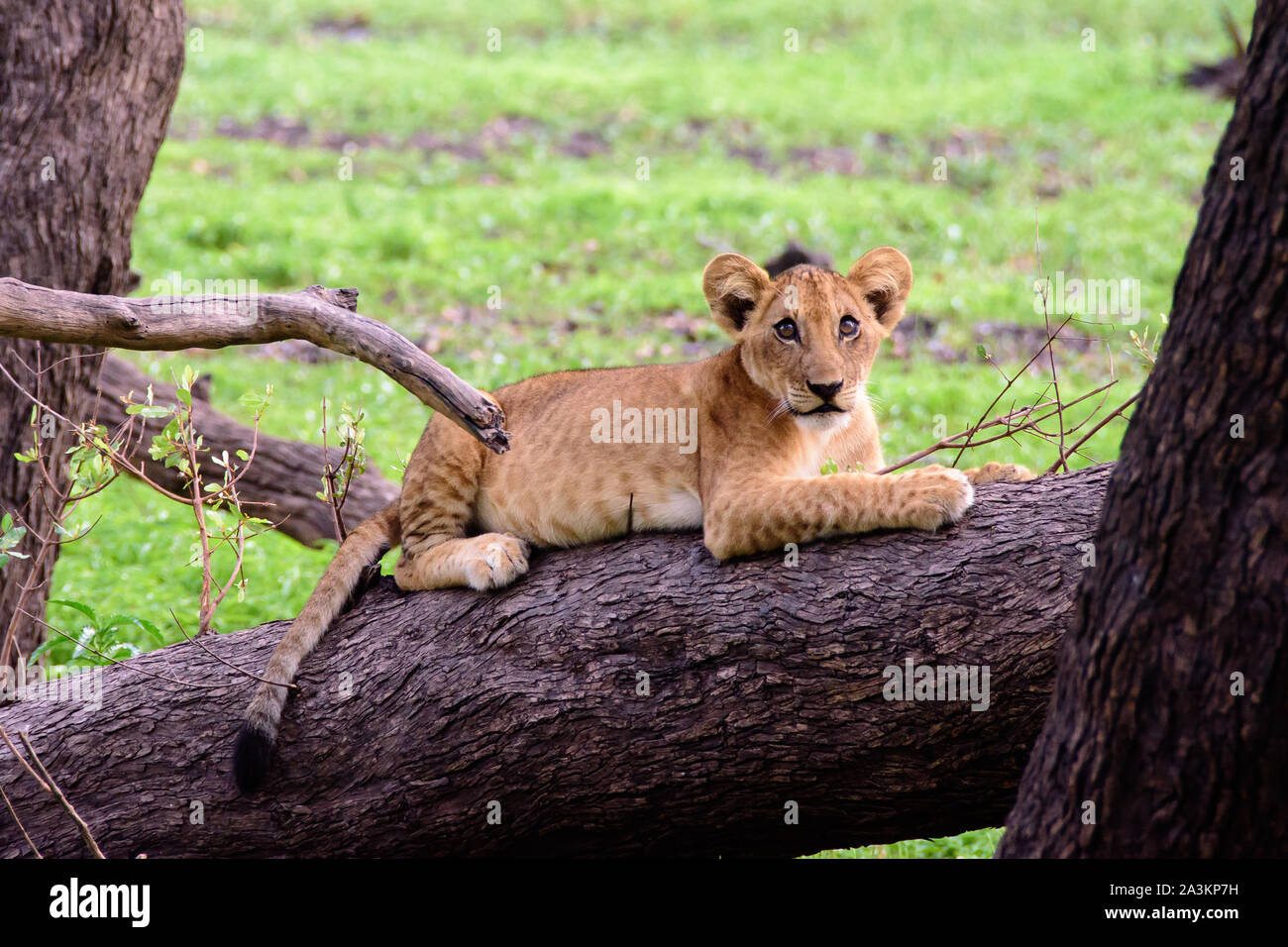 Unschuldig naiv lion Cub auf einem Zweig posing Stockfoto