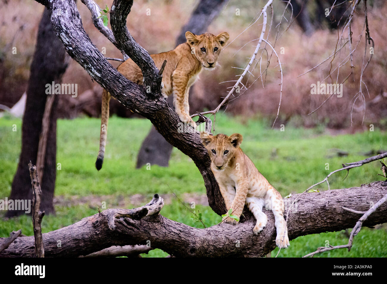 Löwenbabys im Spiel Stockfoto