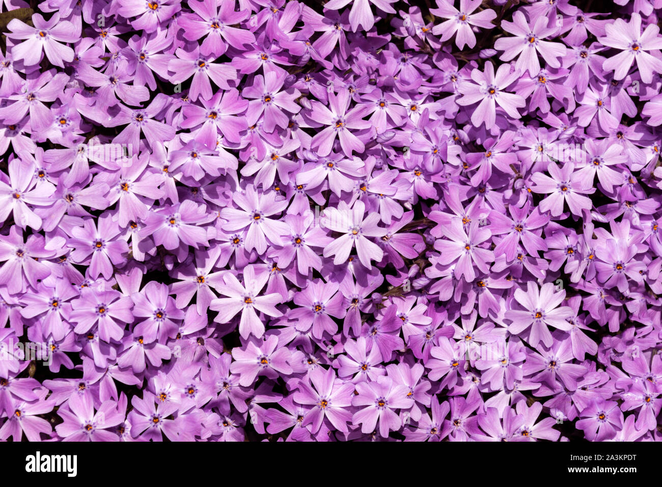 Textur der Wiese mit lila Blumen closeup. Hintergrund der Blumen violette Blüte. Stockfoto