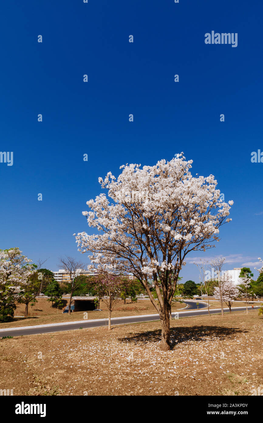 Weiß Trompete Baum unter einem blauen Himmel. Stockfoto