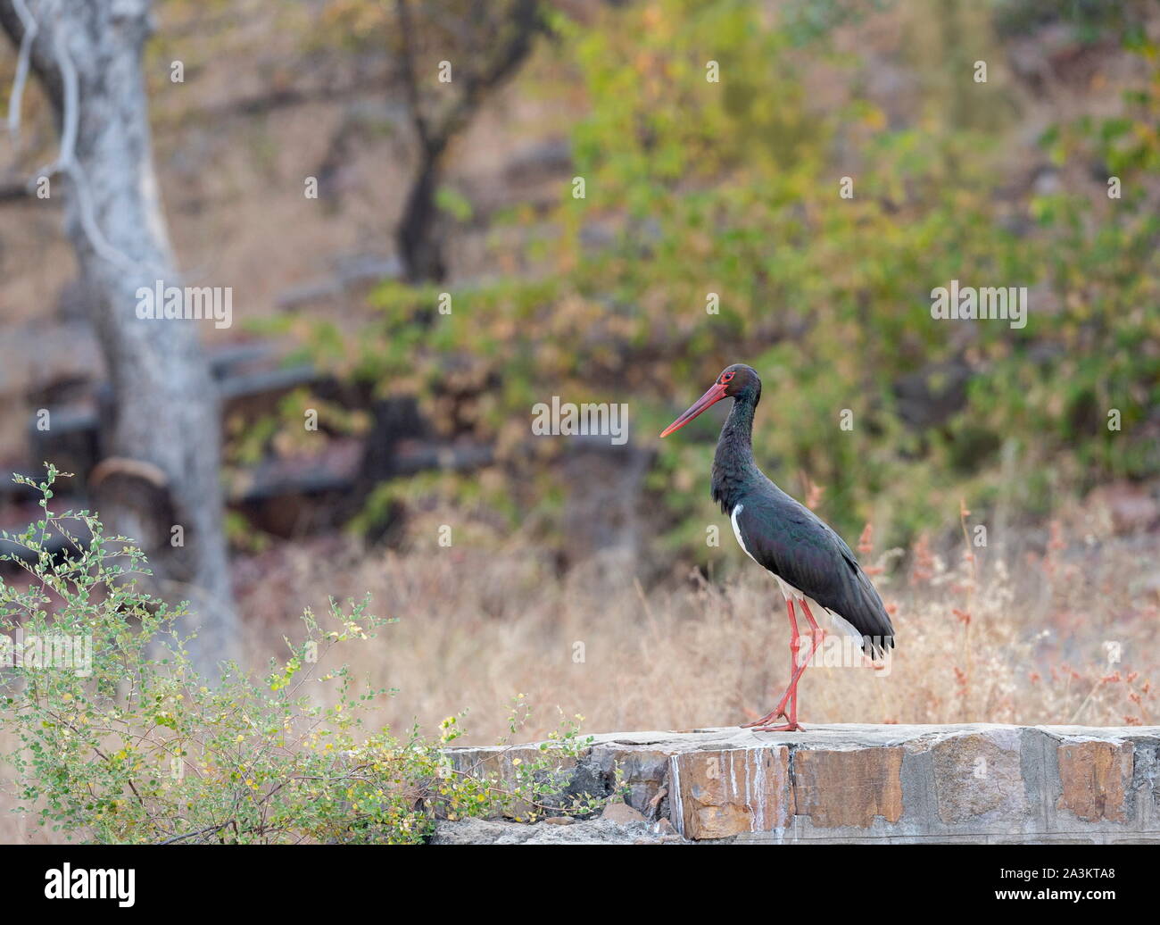 Schwarzstorch, Ciconia nigra, Ranthambhore, Rajasthan, Indien Stockfoto