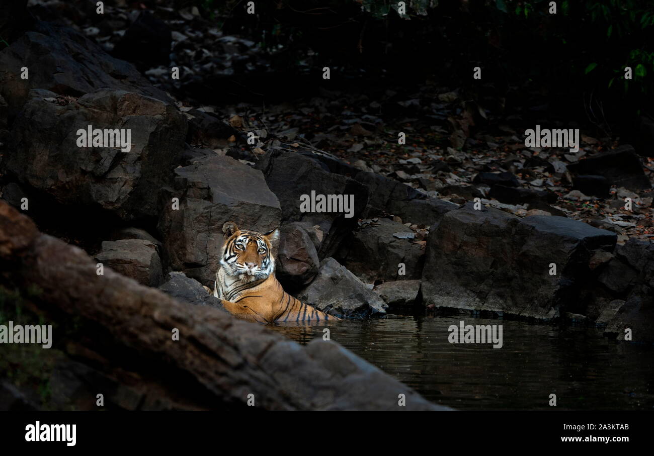 Tigerin Abkühlung Wasserloch, Panthera tigris, Ranthambhore, Rajasthan, Indien Stockfoto