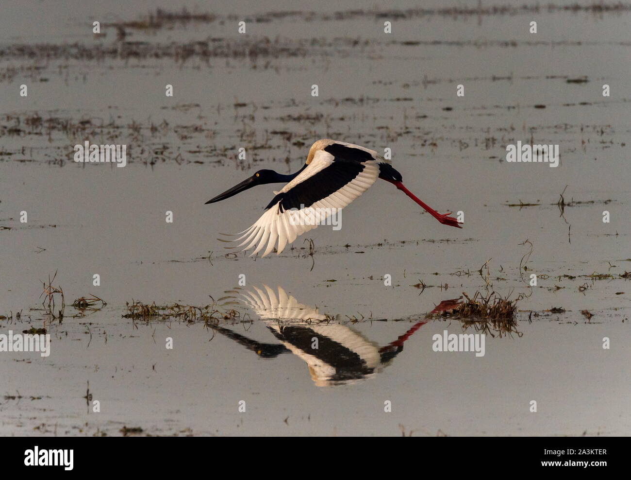 Black-necked Stork im Flug, Ephippiorhynchus asiaticus, Bharatpur, Rajasthan, Indien Stockfoto