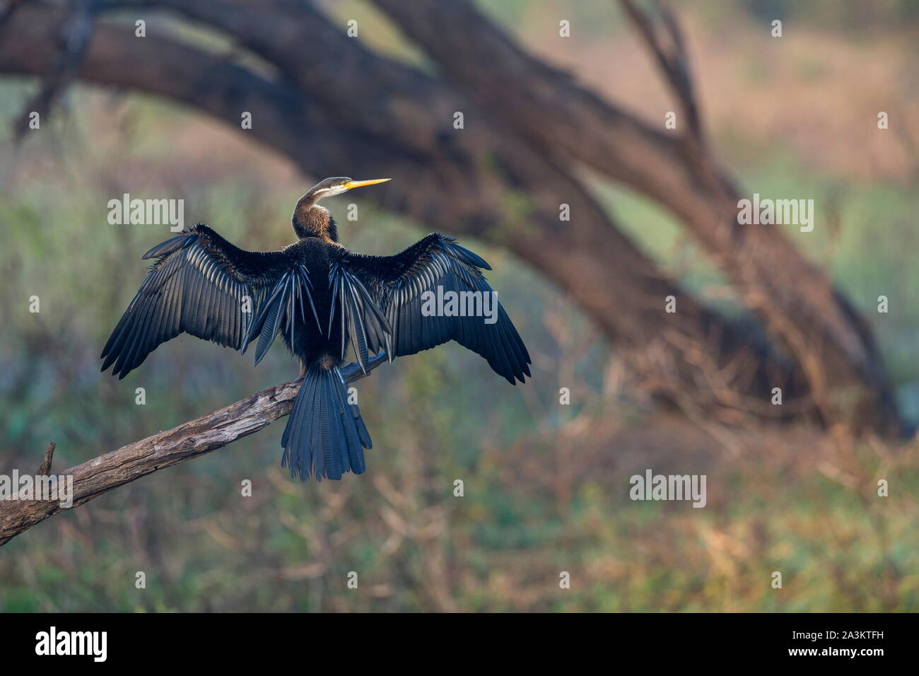 Darter oder snakebirds in der Familie Anhingidae, Bharatpur, Rajasthan, Indien Stockfoto