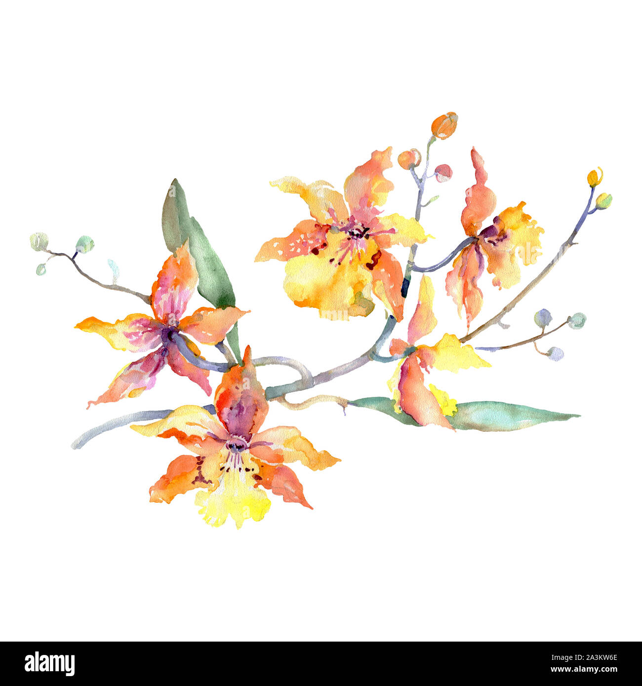 Orange orchid Bouquet blumig botanischen Blumen. Aquarell Hintergrund gesetzt. Isolierte Blumensträuße Abbildung Element. Stockfoto