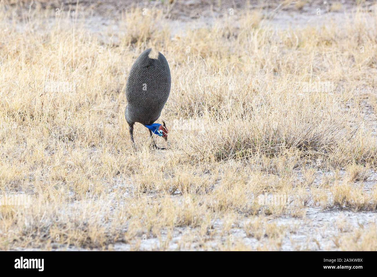 Eine behelmte guineafowl Kommissionierung im Gras, Namibia, Afrika Stockfoto