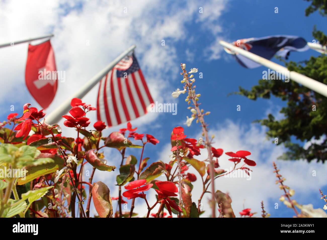 Low Angle View von roten Blumen gegen unscharf Hintergrund von 3 Flags: Schweiz, USA und Neuseeland gegen den blauen Himmel. Stockfoto