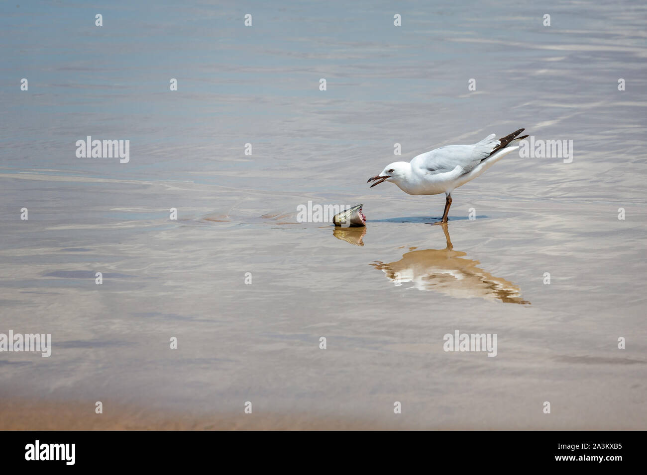 Sea Gull Fütterung auf Fisch Flanke am Meer Stockfoto