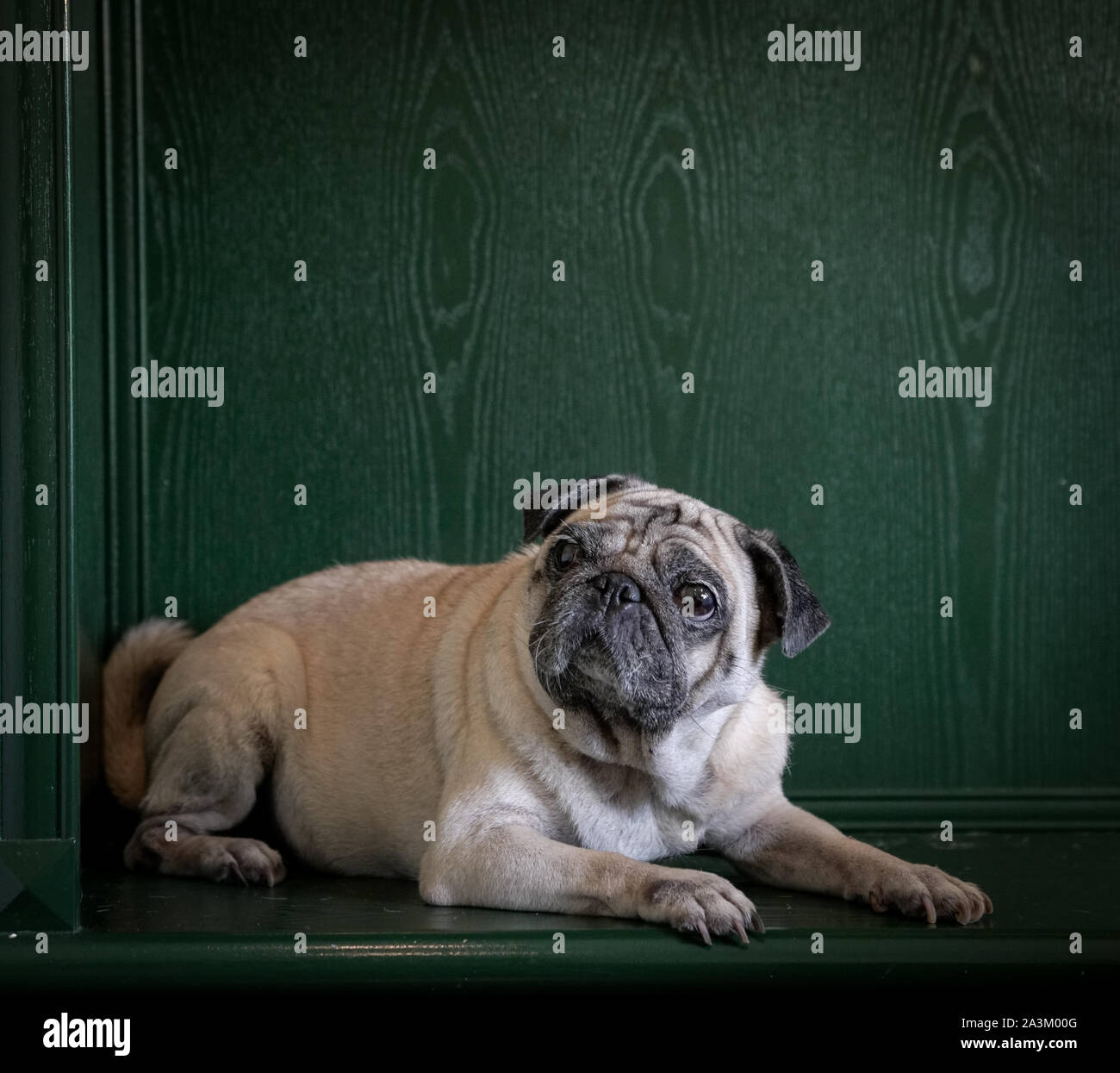 Portrait von niedlichen Mops Hund mit geneigter Kopf auf grünem Hintergrund. Stockfoto