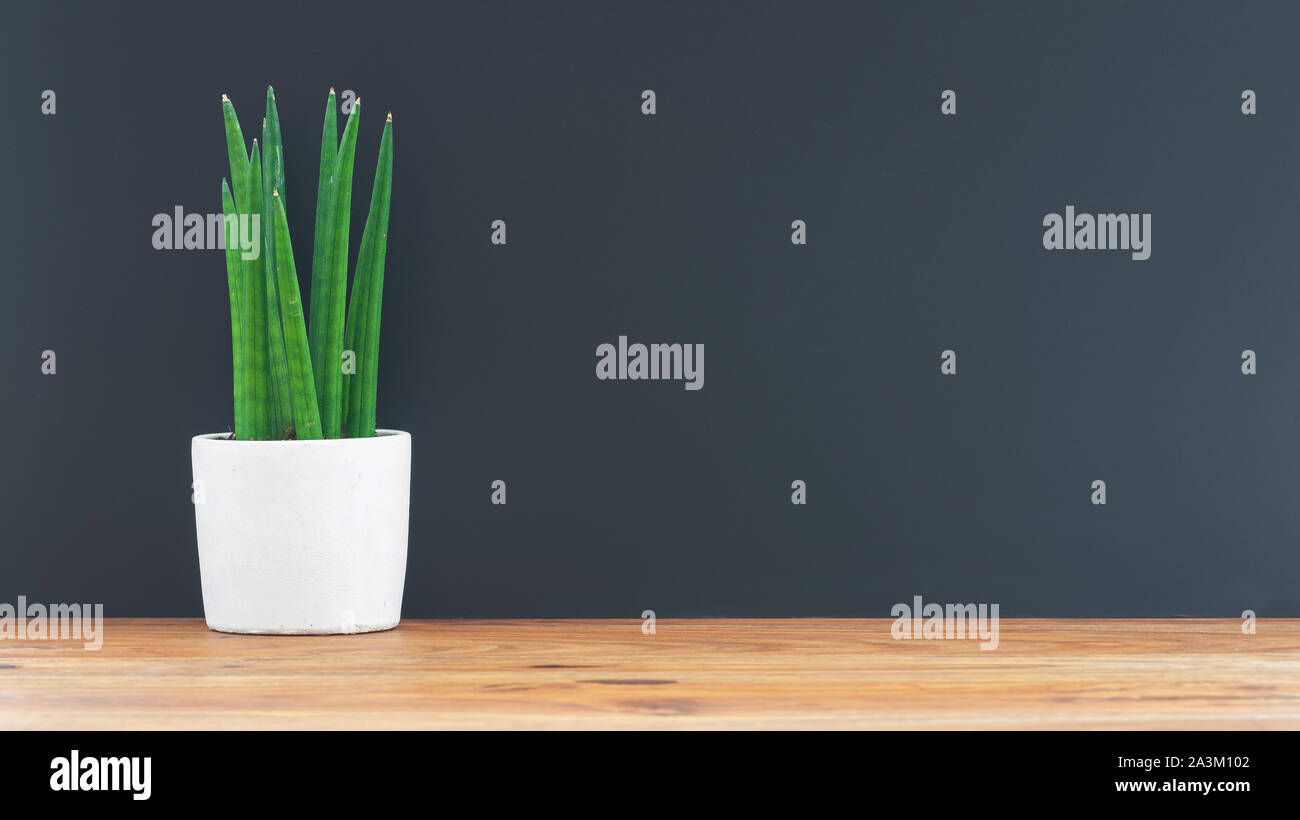 Topfpflanze auf hölzernen Tisch gegen dunkle Wand Hintergrund Stockfoto