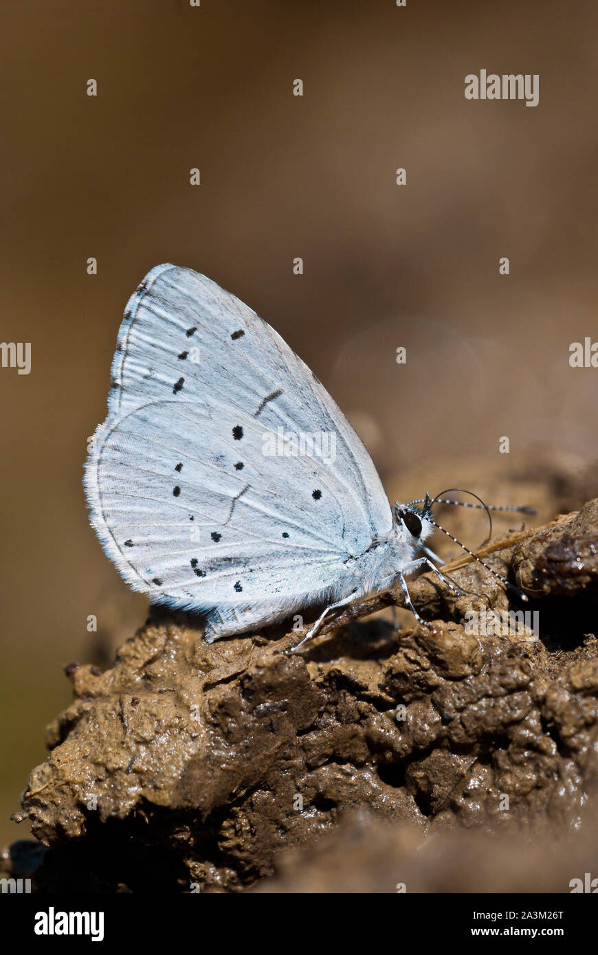 Holly Blue (Celastrina Argiolus) Schmetterling saugt, Mineralien und andere Nährstoffe aus dem feuchten Boden und zeigt die Unterseite der Flügel. Stockfoto