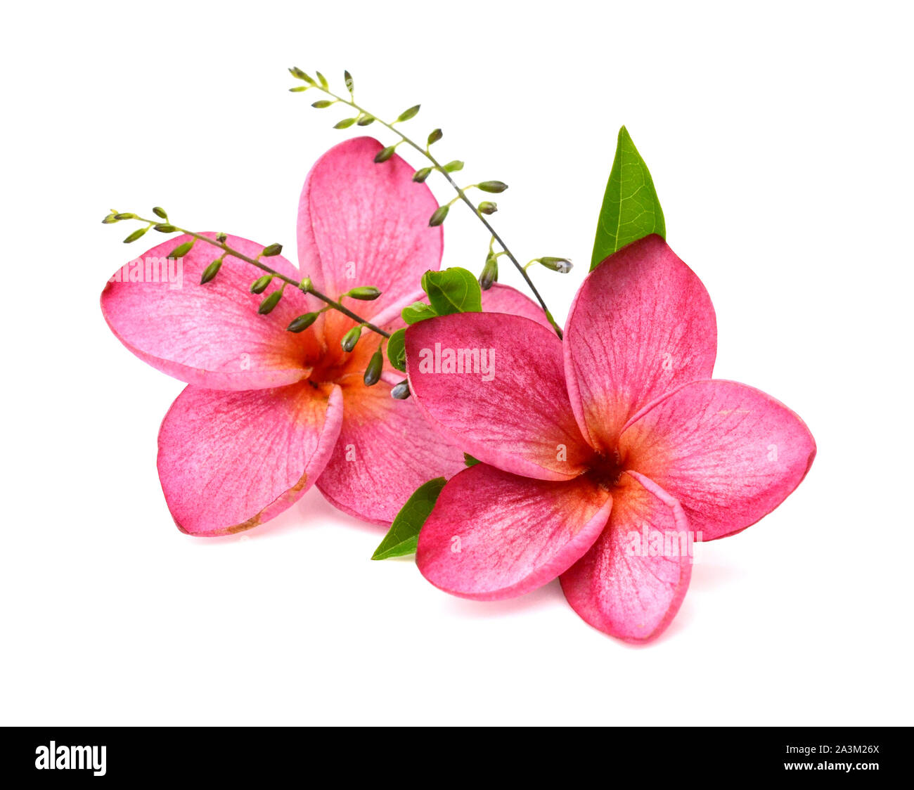 Blumenstrauß aus Schöne rosa Hibiskus Blumen isoliert auf weißem Hintergrund Stockfotografie