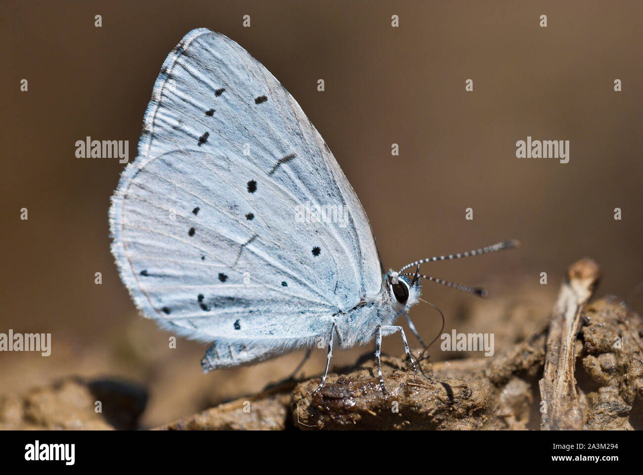Holly Blue (Celastrina Argiolus) Schmetterling saugt, Mineralien und andere Nährstoffe aus dem feuchten Boden und zeigt die Unterseite der Flügel. Stockfoto