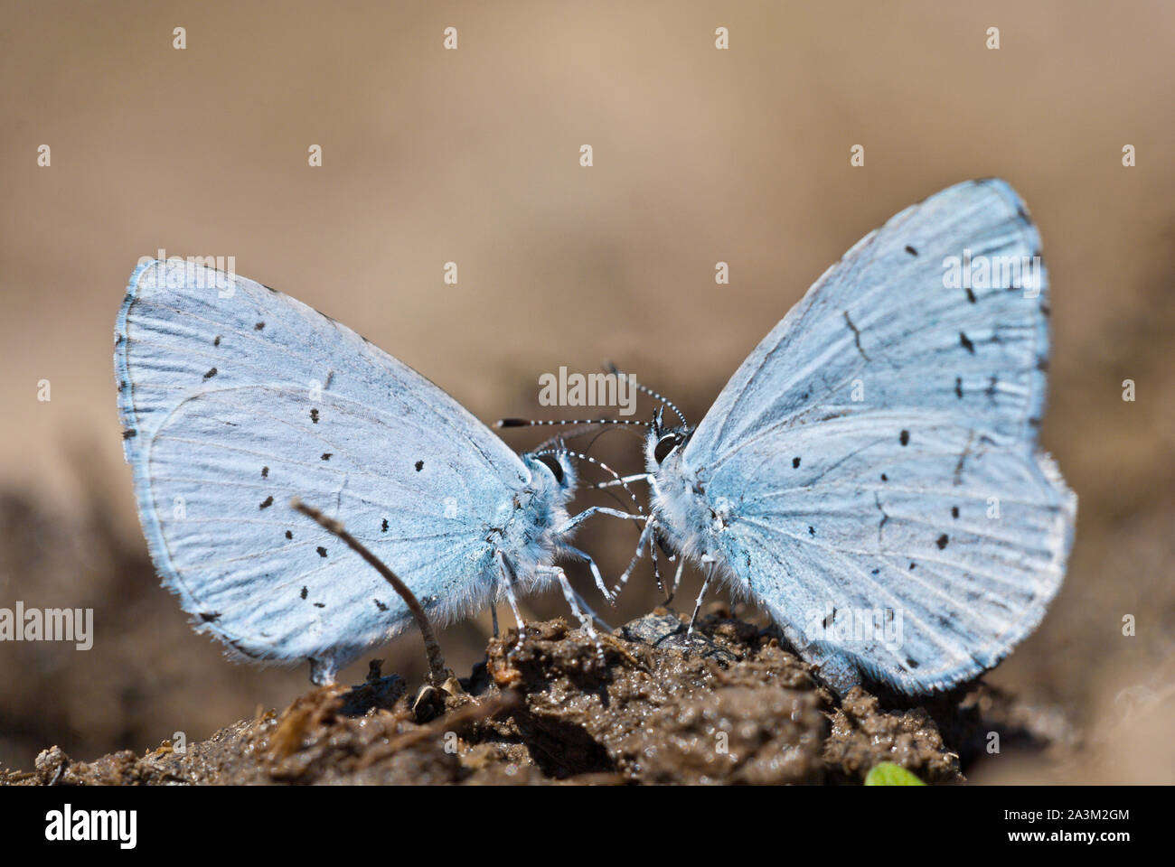 Paar von Holly Blue (Celastrina Argiolus) Schmetterlinge saugen Mineralien und Nährstoffe aus dem feuchten Boden, zeigt die Unterseite der Flügel. Stockfoto