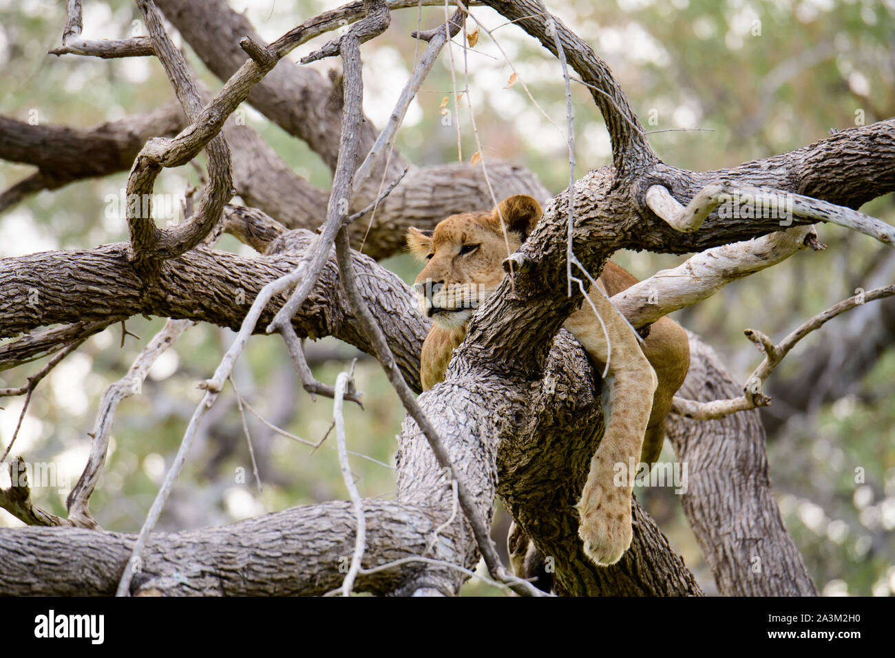 Junge Löwen heraus hängen, in die Äste eines gefallenen Baum Stockfoto