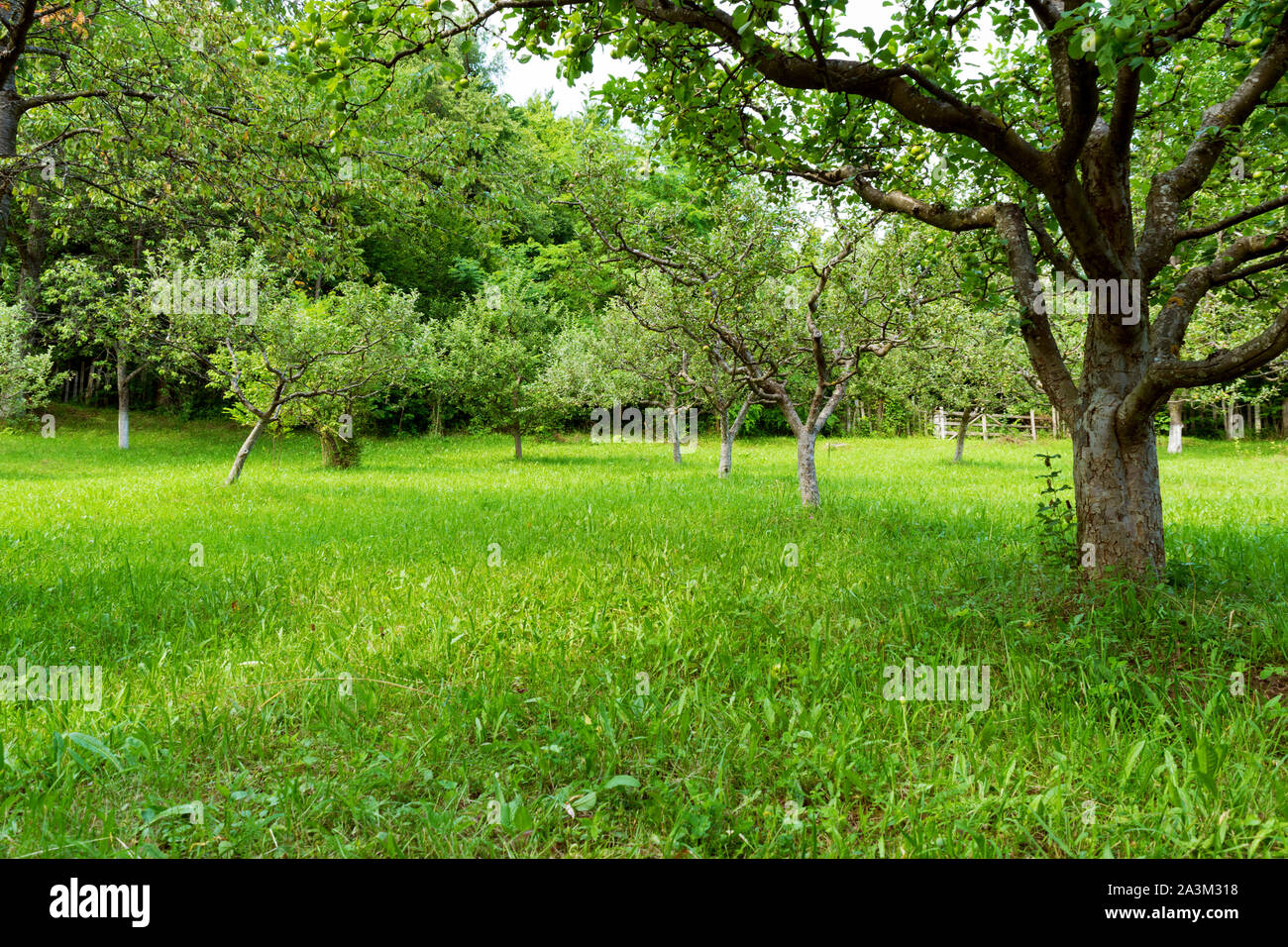 Green orchard Stockfoto