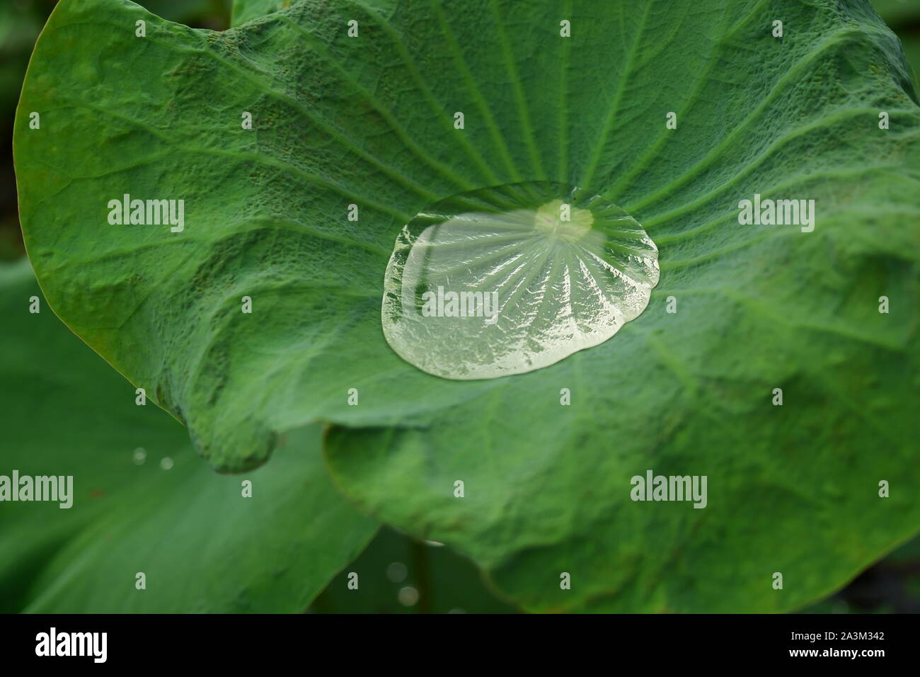 Transparente Wassertropfen auf einem grünen Lotus Blatt, tropischen Wasserpflanzen in Asien Stockfoto