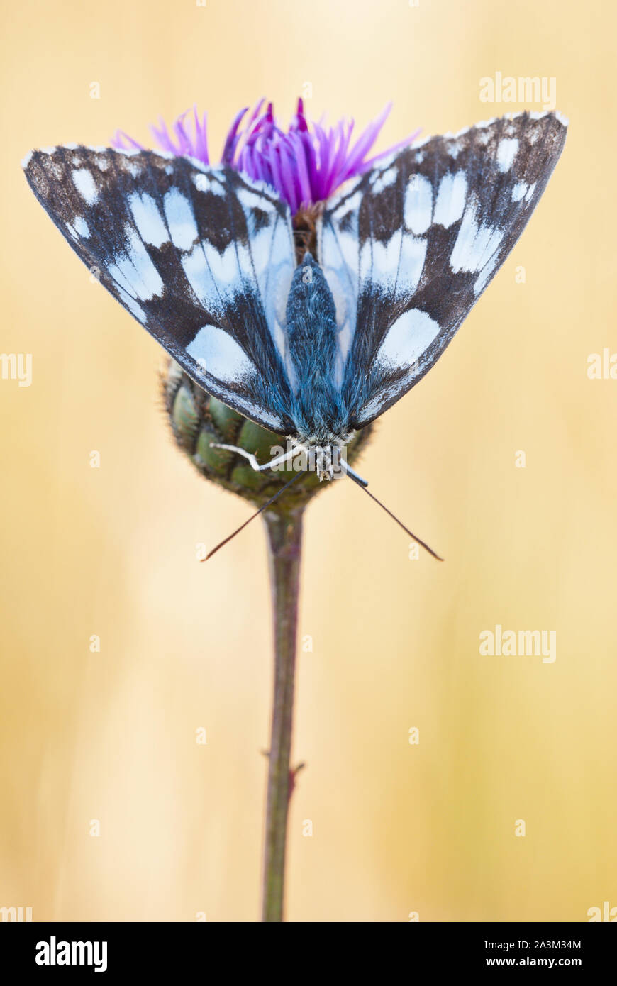 Schachbrettfalter (Melanargia galathea) weibliche Schmetterling sitzt mit der Oberseite nach unten auf eine größere Flockenblume (Centaurea scabiosa) Blüte. Stockfoto