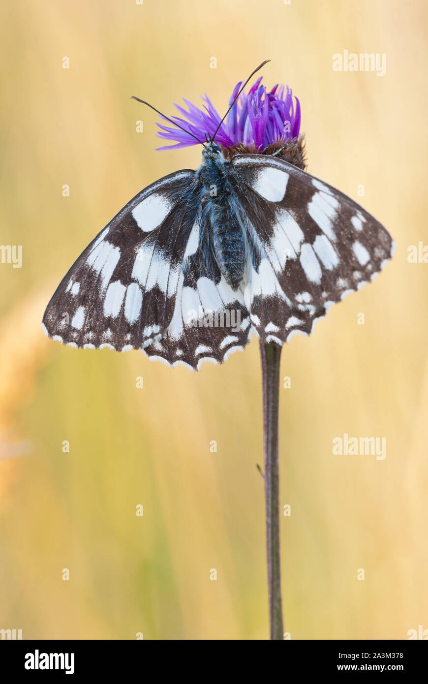 Schachbrettfalter (Melanargia galathea) weibliche Schmetterling sitzt auf größere Flockenblume (Centaurea scabiosa) Blüte. Stockfoto