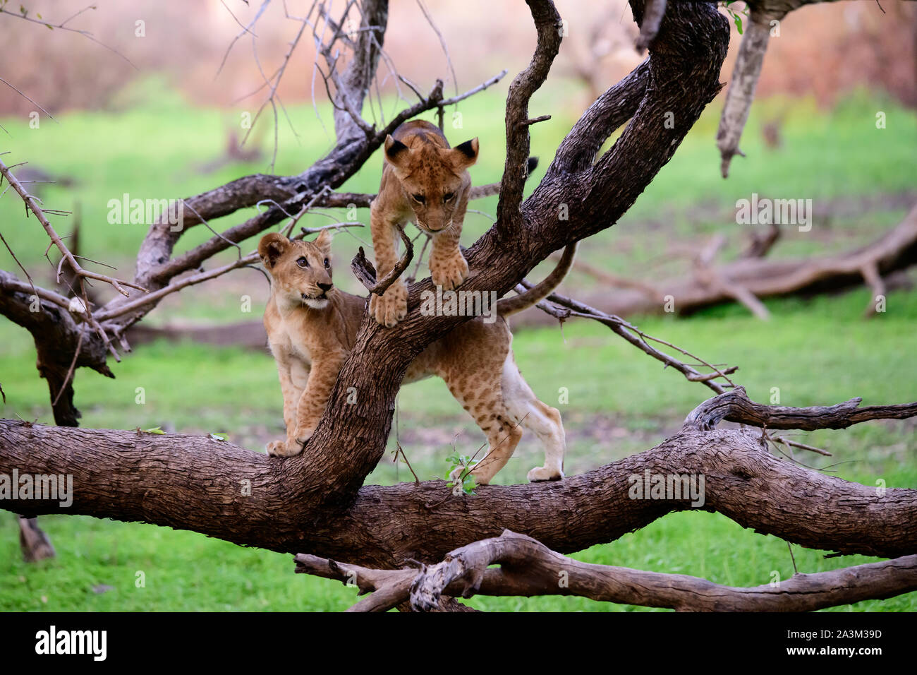 Löwenbabys im Spiel Stockfoto