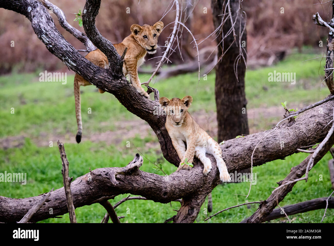 Löwenbabys im Spiel Stockfoto