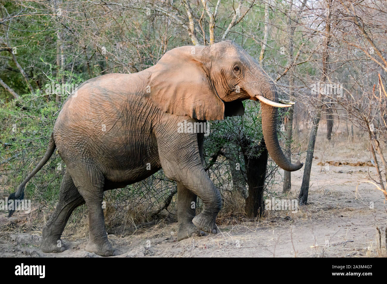 Afrikanischen Elefanten in der Nähe des Safari Fahrzeug vorbei gehen. Stockfoto