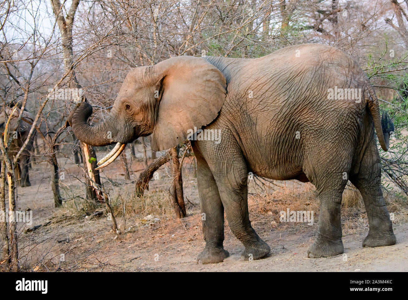 Afrikanischen Elefanten in der Nähe des Safari Fahrzeug vorbei gehen. Stockfoto