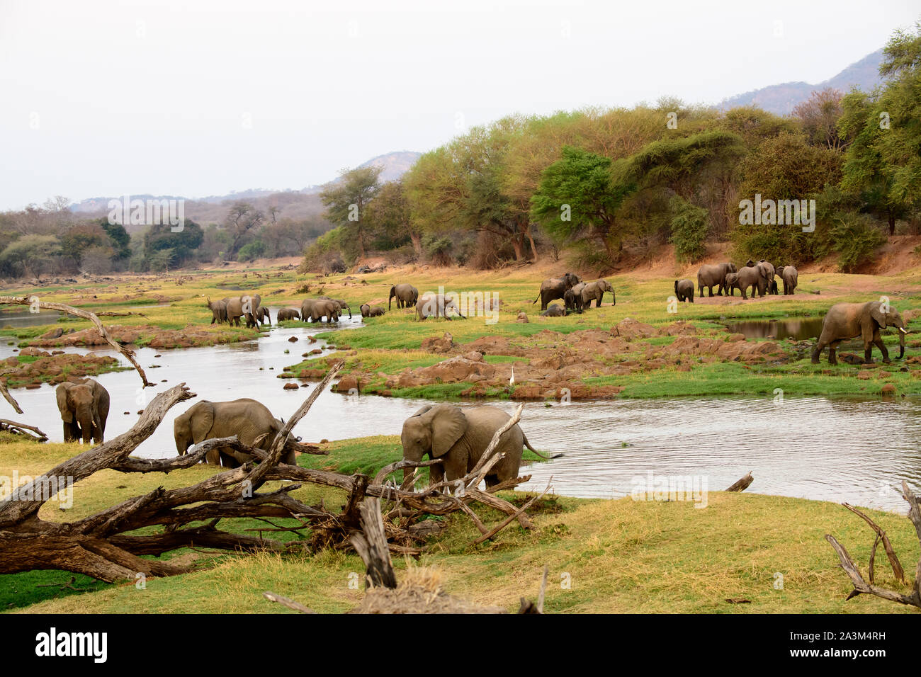Afrikanische Elefanten genießen die Jongomero Ruaha Fluss und seine Umgebung Stockfoto