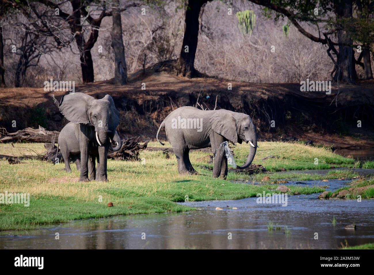 Afrikanische Elefanten genießen die Jongomero Ruaha Fluss und seine Umgebung Stockfoto