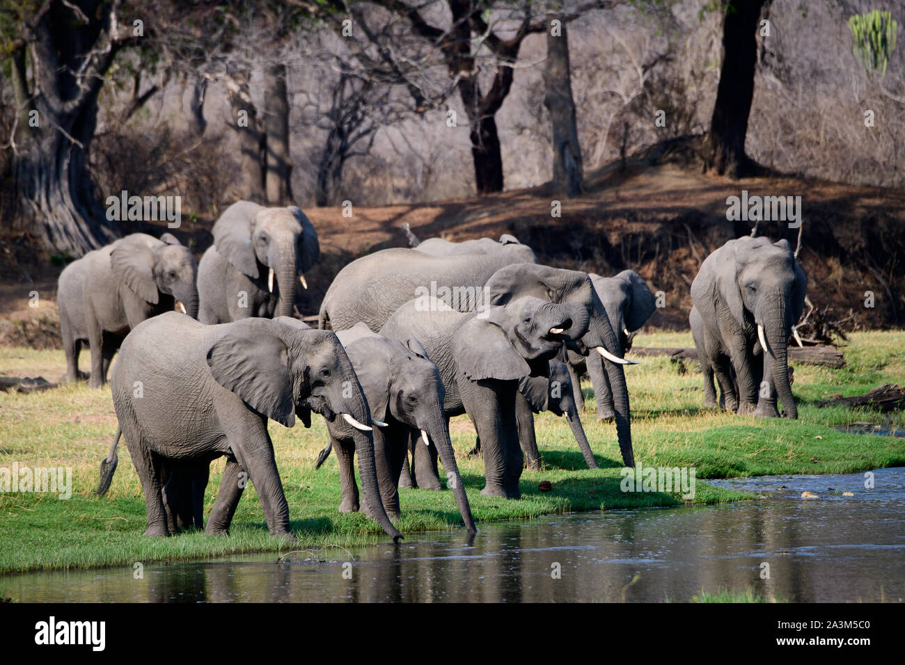 Afrikanische Elefanten genießen die Jongomero Ruaha Fluss und seine Umgebung Stockfoto