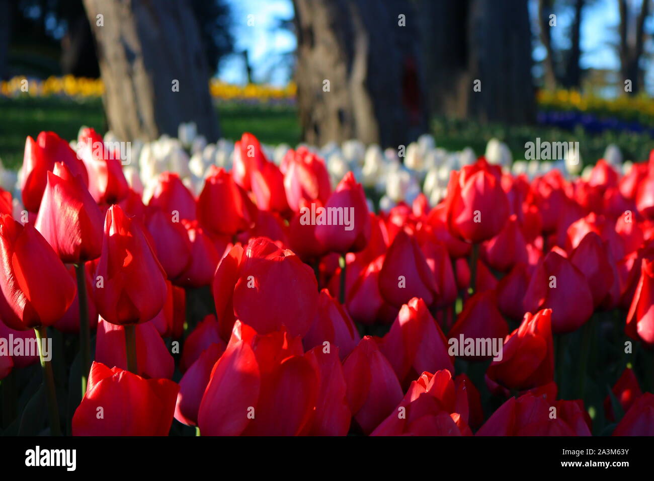 Rote und weiße Tulpen im Park mit Bäumen im Hintergrund. Stockfoto
