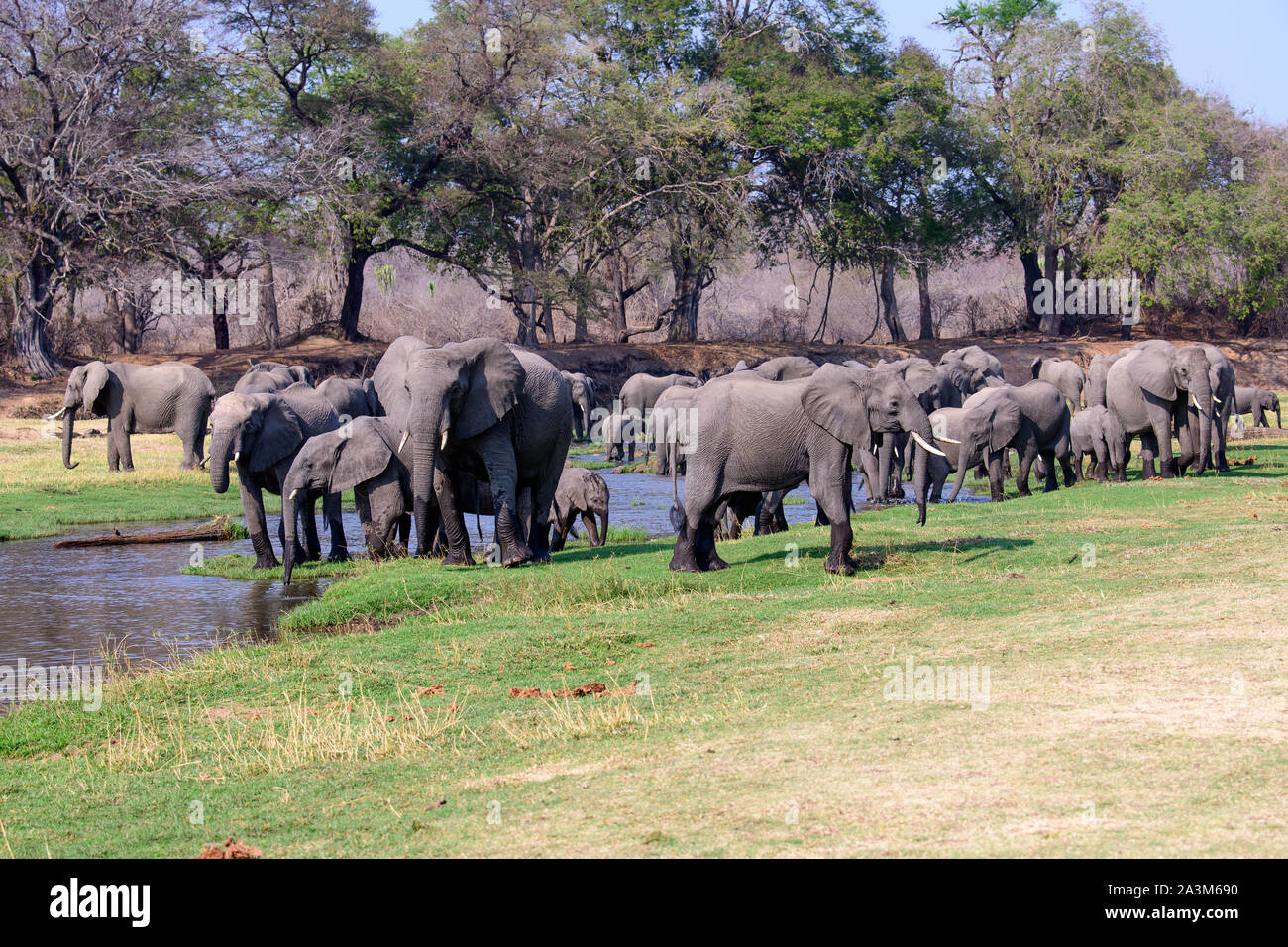 Afrikanische Elefanten genießen die Jongomero Ruaha Fluss und seine Umgebung Stockfoto