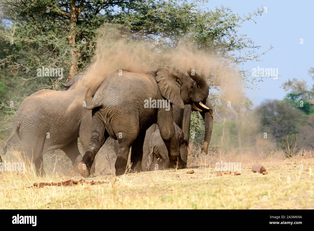 Afrikanischer Elefant mit einem Staub Badewanne Stockfoto