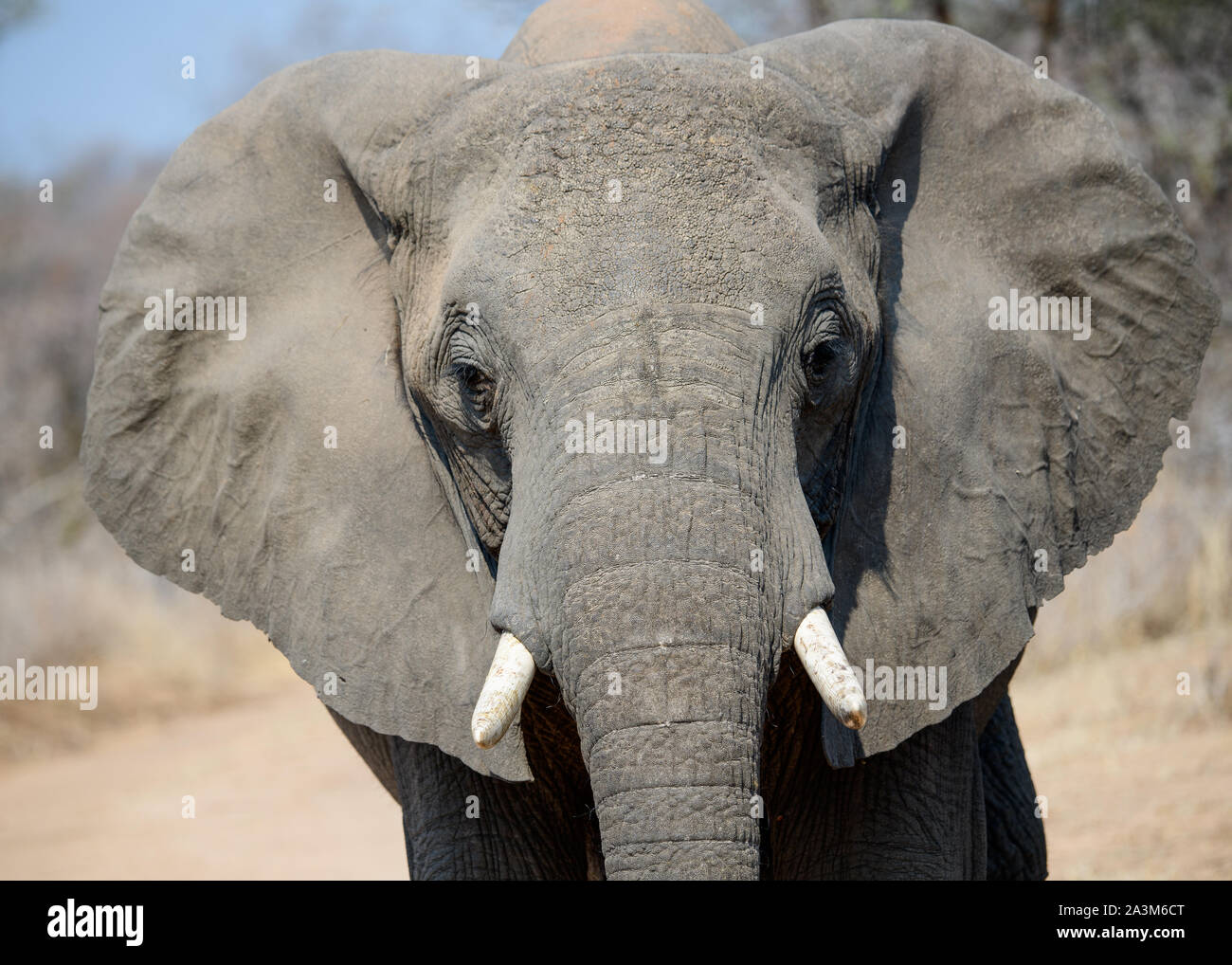 Kopf geschossen eines afrikanischen Elefanten Stockfoto