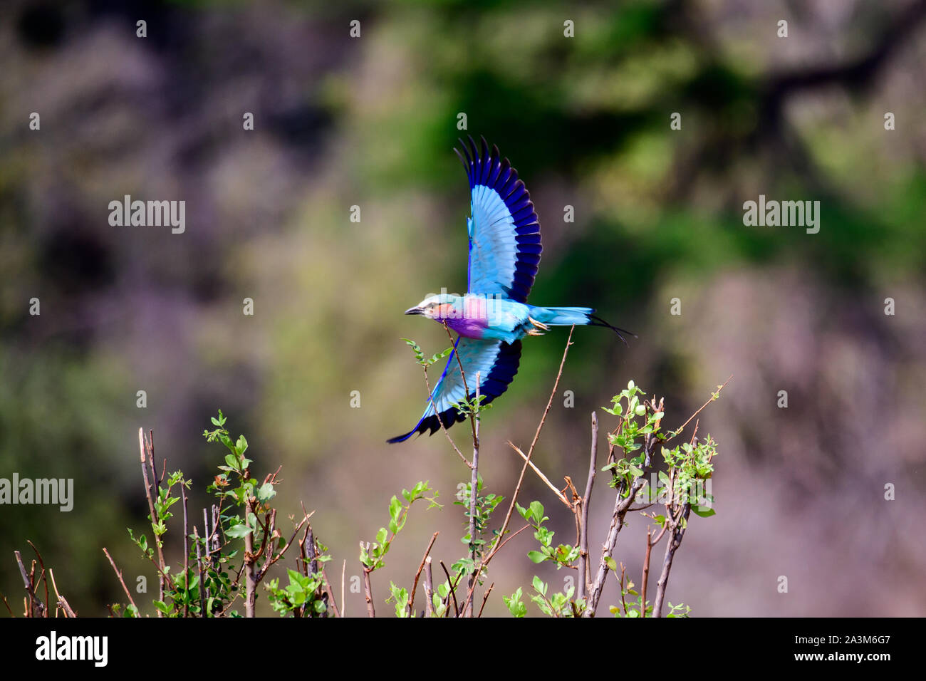 Lilac breasted Roller im Flug Stockfoto