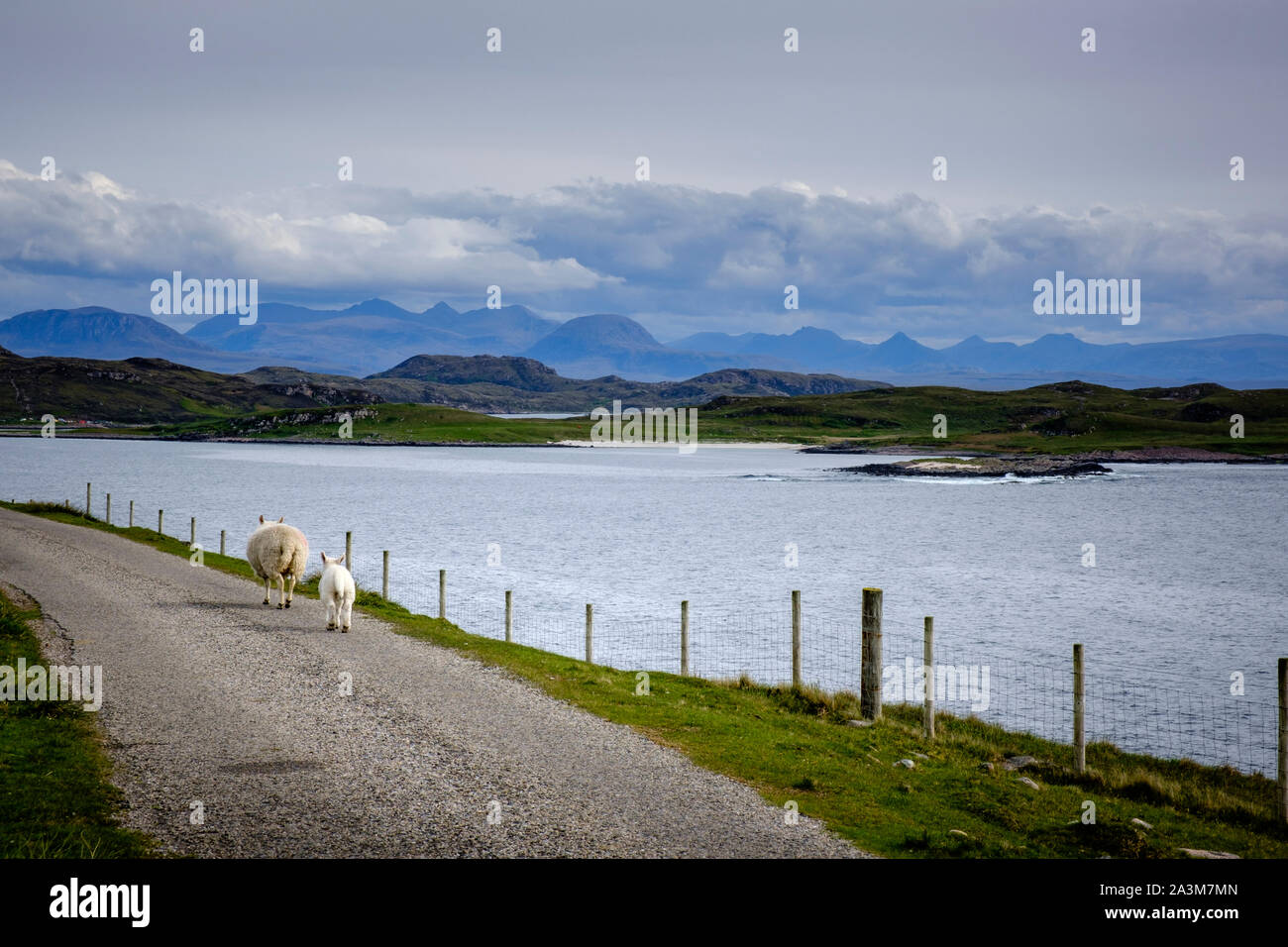 Schafe gehen in die Straße Achiltibuie Badentarbat Bucht Ross-shire Highlands Scotland Stockfoto