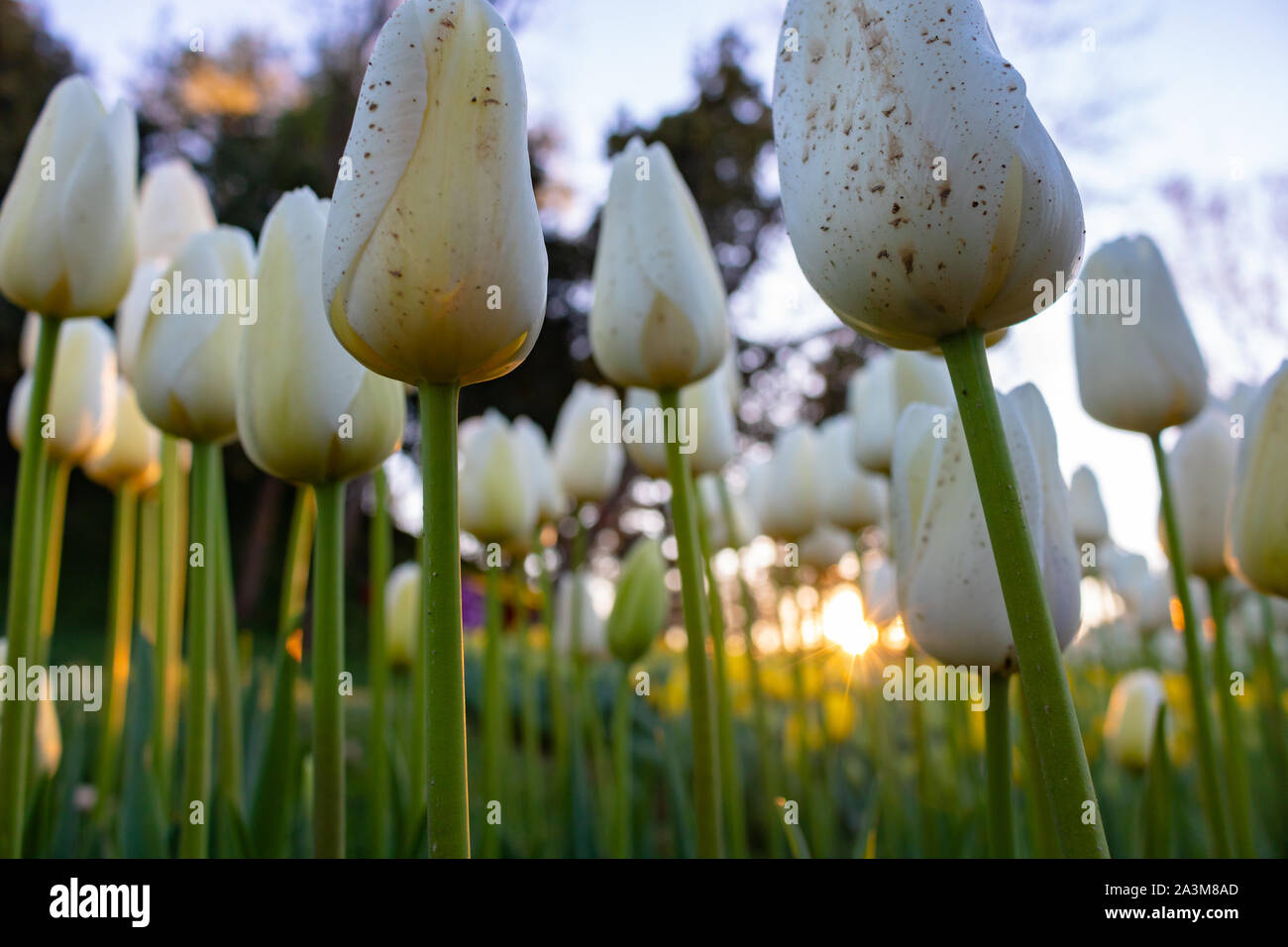 Weiße Tulpen im Fokus mit Sonnenlicht während des Sonnenuntergangs Stockfoto