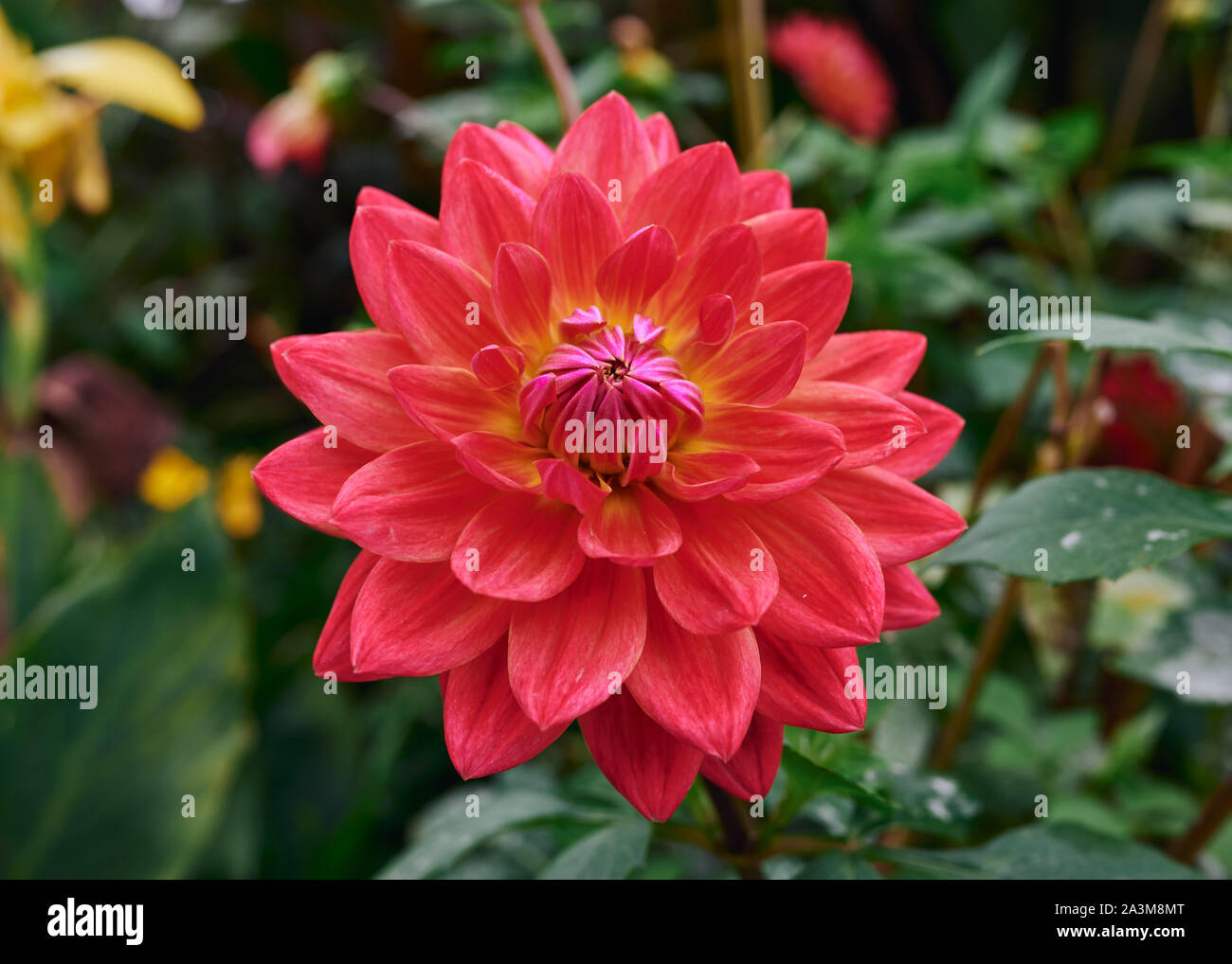 Schöne rosa Dahlie (Kilbury Glow) Blüte strahlend an einem sonnigen Tag. Stockfoto