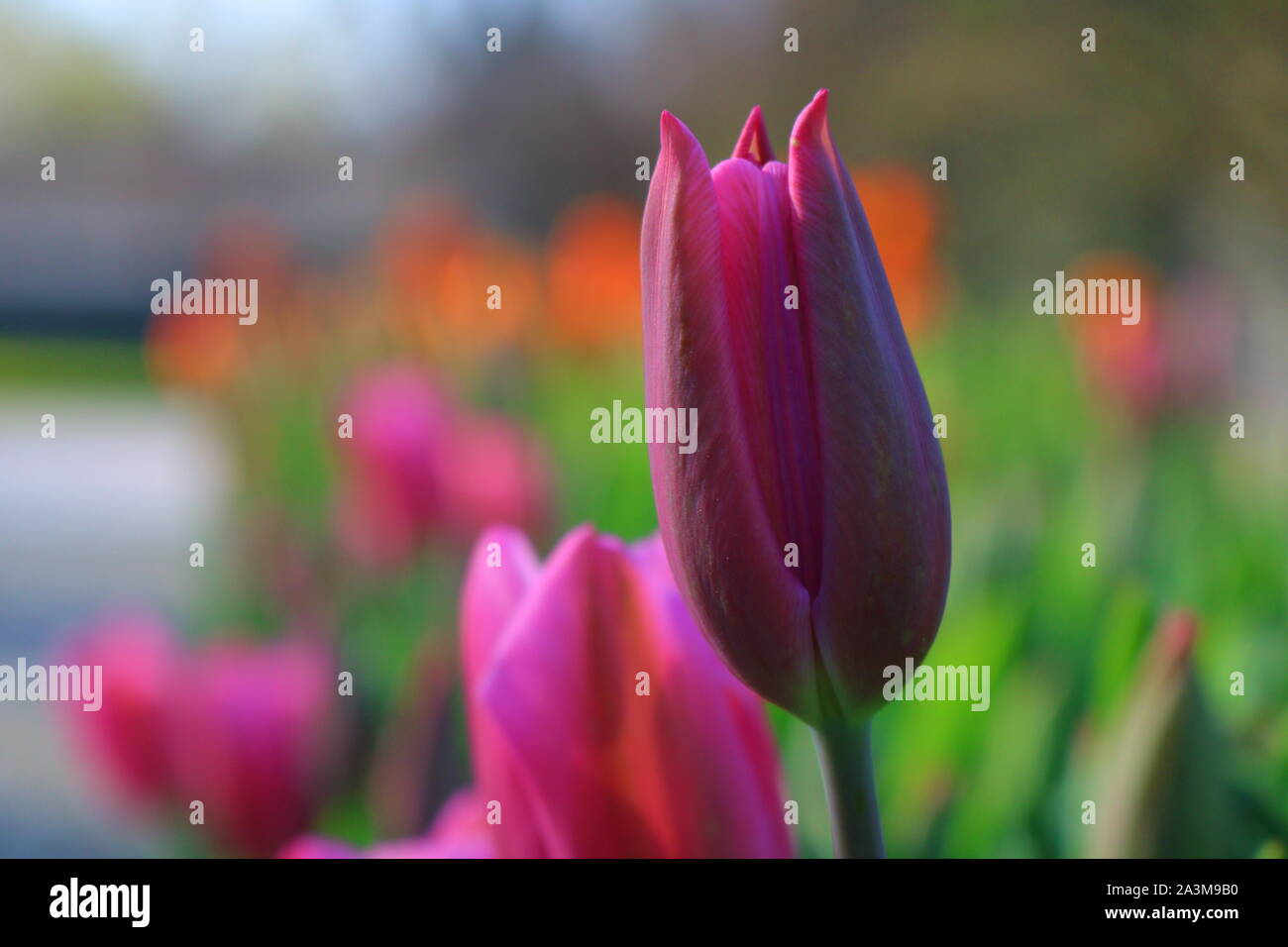 Lila Tulpe im Fokus Stockfoto