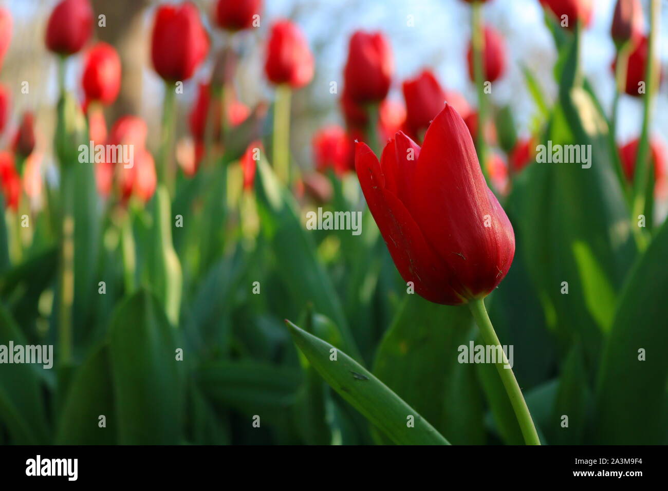 Rote Tulpen im Park Stockfoto