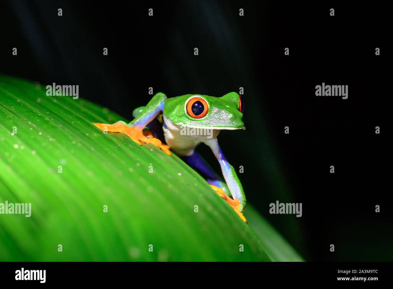 Red Eyed Tree Frog auf einer Anlage Stockfoto