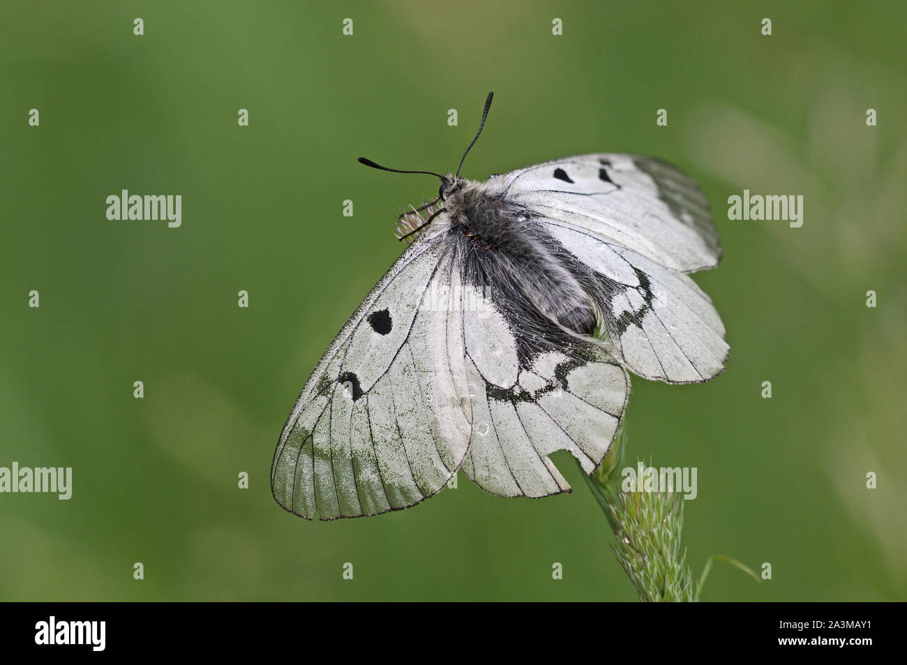 Getrübt Apollo (clossiana Mnemosyne) Schwarz und Weiß Schmetterling seine Flügel aus den ersten Sonnenstrahlen zu fangen. Stockfoto