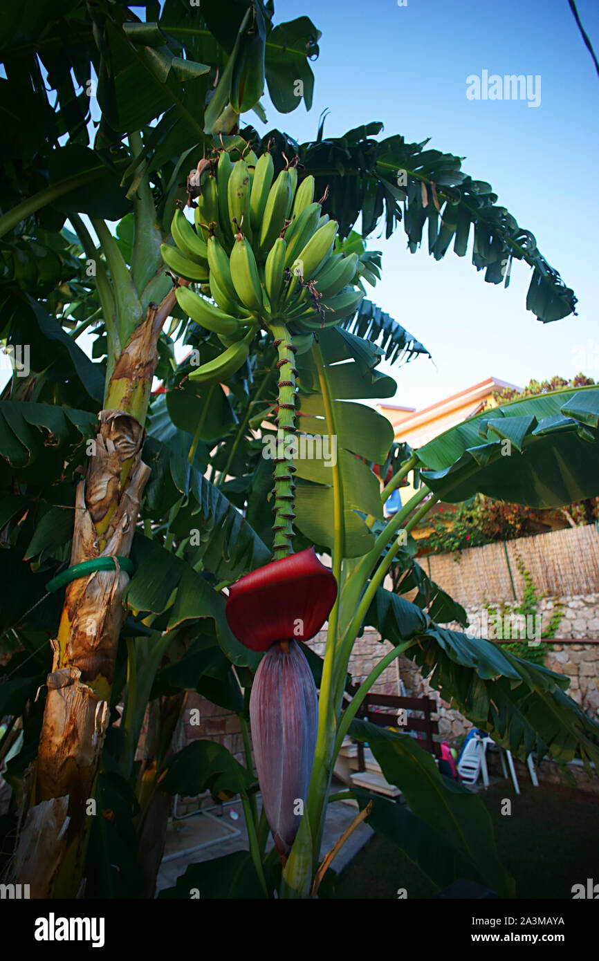 Red Banana Blume auf grünem Laub Hintergrund in Sardinien, Italien Stockfoto