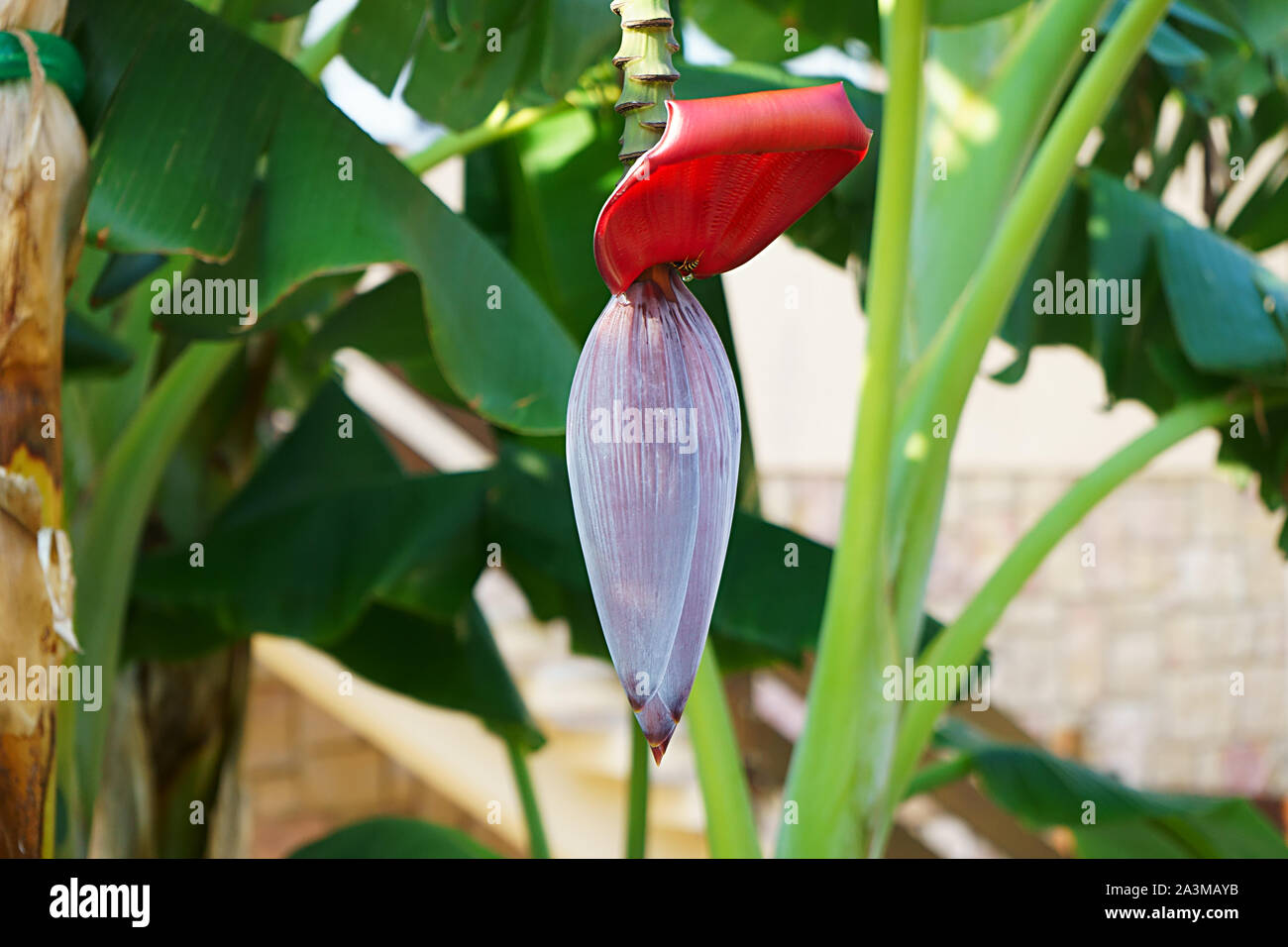 Red Banana Blume auf grünem Laub Hintergrund in Sardinien, Italien Stockfoto